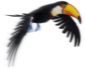 TUCAN_RIGHT
